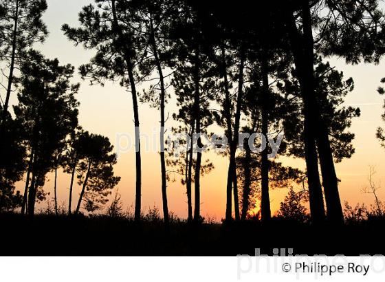 LES LANDES GIRONDINES, MEDOC, COTE ATLANTIQUE , GIRONDE. (33F17316.jpg)