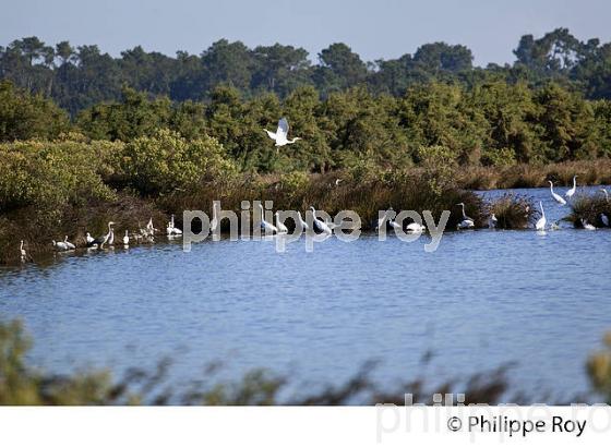 DOMAINE DE CERTES, RESERVE NATURELLE, AUDENGE, BASSIN D' ARCACHON, AQUITAINE. (33F17614.jpg)