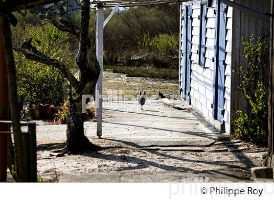 ILE AUX OISEAUX, BASSIN D' ARCACHON, COTE D' ARGENT, LA TESTE, GIRONDE. (33F17714.jpg)