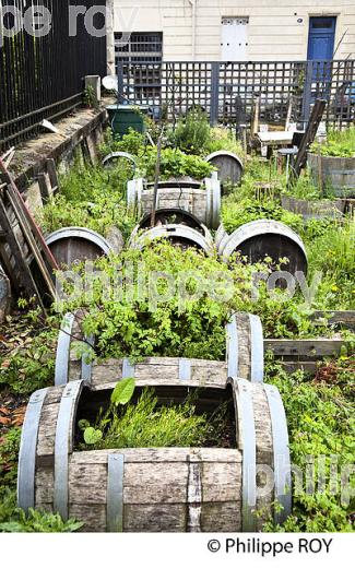 JARDIN POTAGER URBAIN, EN PERMACULTURE, QUARTIER DE LA BASTIDE , BORDEAUX, GIRONDE. (33F25410.jpg)