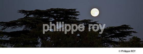 NUIT DE PLEINE LUNE ET CEDRE , GIRONDE. (33F25734.jpg)