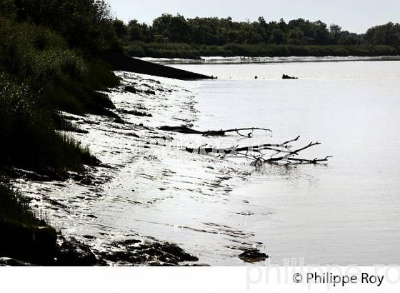 ILE MARGAUX ,ILES DE L' ESTUAIRE DE LA GIRONDE, AQUITAINE. (33F26405.jpg)
