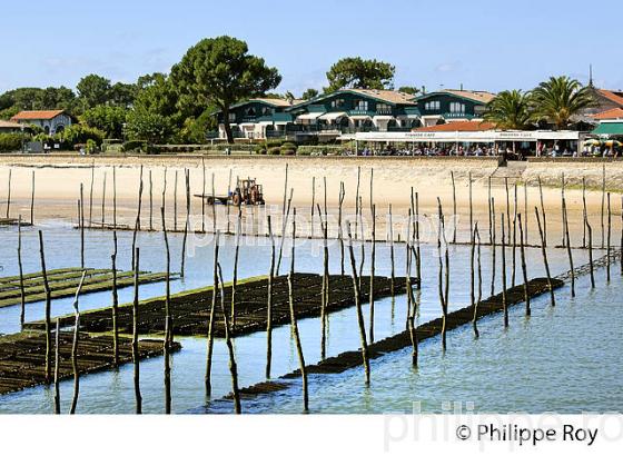 PARCS A HUITRES, BELISAIRE, PRESQU' ILE DU CAP FERRET, BASSIN D' ARCACHON, GIRONDE. (33F27119.jpg)