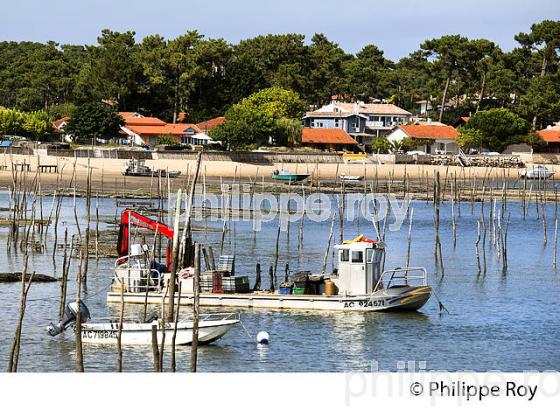 LE CANON, PRESQU' ILE DU CAP FERRET, BASSIN D' ARCACHON, GIRONDE. (33F27203.jpg)