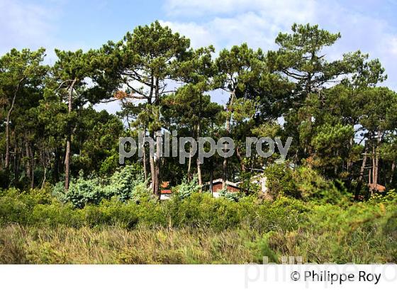 VILLA, QUARTIER DES 44 HECTARES, PRESQU' ILE DU CAP FERRET, BASSIN D' ARCACHON, GIRONDE. (33F27302.jpg)