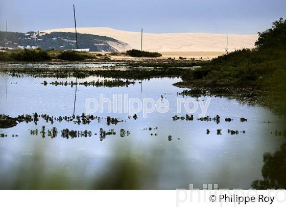 LAGUNE DU  MIMBEAU, ET DUNE DU PILAT,  BELISAIRE, PRESQU' ILE DU CAP FERRET, BASSIN D' ARCACHON, GIRONDE. (33F27327.jpg)