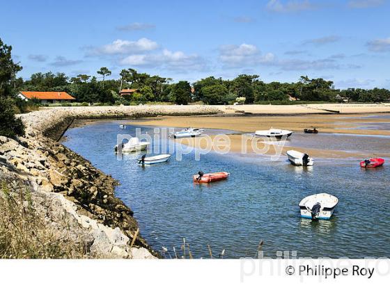 LAGUNE DU  MIMBEAU, BELISAIRE, PRESQU' ILE DU CAP FERRET, BASSIN D' ARCACHON, GIRONDE. (33F27337.jpg)
