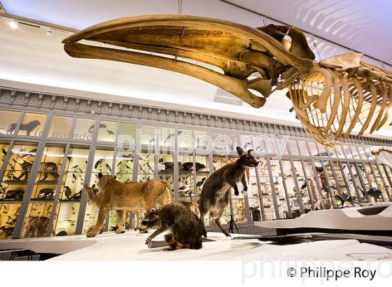 SALLE DES ANIMAUX DU MONDE, MUSEUM D' HISTOIRE NATURELLE , BORDEAUX, GIRONDE. (33F29211.jpg)