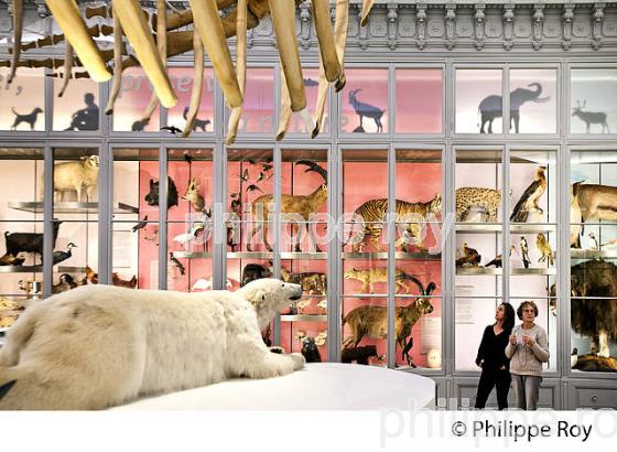 SALLE DES ANIMAUX DU MONDE, MUSEUM D' HISTOIRE NATURELLE , BORDEAUX, GIRONDE. (33F29214.jpg)