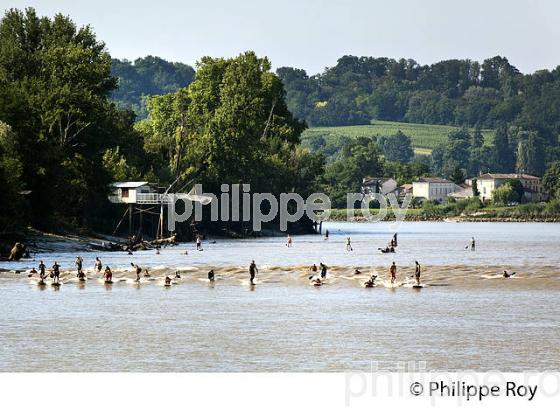 SURF SUR LE MASCARET DE LA  RIVIERE DORDOGNE, A SAINT-PARDON, GIRONDE. (33F30425.jpg)