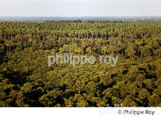 LA FORET LANDAISE, DEPUIS LA  DUNE DU PILAT, BASSIN D' ARCACHON, GIRONDE. (33F30931.jpg)