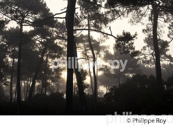 BRUME SUR LA FORET LANDAISE, PIN MARITIME, LA TESTE,  BASSIN D' ARCACHON, GIRONDE. (33F31139.jpg)