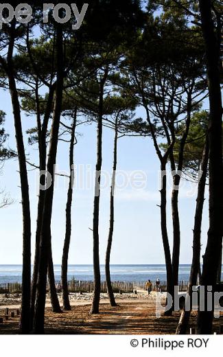 PINS MARITIMES  ET OCEAN ,  PLAGE DE LA LAGUNE, LATESTE DE BUCH, BASSIN D' ARCACHON, GIRONDE. (33F31203.jpg)