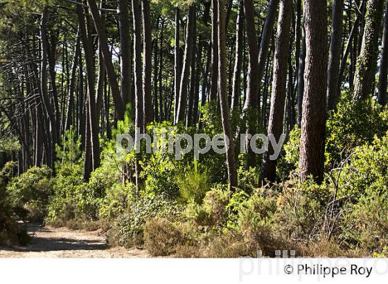 FORET LANDAISE, PIN MARITIME, LA TESTE DU BUCH, BASSIN D' ARCACHON, GIRONDE. (33F31210.jpg)