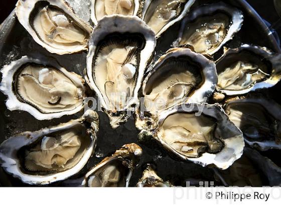 DEGUSTATION D' HUITRES, QUARTIER DE L' AIGUILLON, ARCACHON, GIRONDE. (33F32312.jpg)