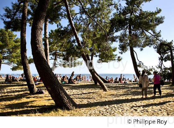 PINEDE ET PLAGE  DU BETEY, ANDERNOS-LES-BAINS, BASSIN D' ARCACHON, GIRONDE. (33F32530.jpg)