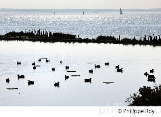 TONNE DE CHASSE AU CANARD,  DOMAINE DE CERTES ET GRAVEYRON, AUDENGE , BASSIN D' ARCACHON, GIRONDE. (33F33038.jpg)