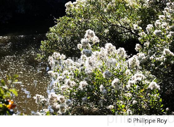 LE FAUX COTONNIER,  RESERVE NATURELLE, DOMAINE DE CERTES ET GRAVEYRON, AUDENGE , BASSIN D' ARCACHON, GIRONDE. (33F33111.jpg)