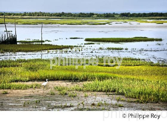L' ESTRAN A MAREE BASSE, RESERVE NATURELLE, DOMAINE DE CERTES ET GRAVEYRON, AUDENGE , BASSIN D' ARCACHON, GIRONDE. (33F33114.jpg)