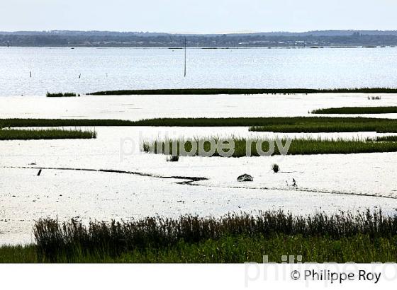 L' ESTRAN A MAREE BASSE, RESERVE NATURELLE, DOMAINE DE CERTES ET GRAVEYRON, AUDENGE , BASSIN D' ARCACHON, GIRONDE. (33F33117.jpg)