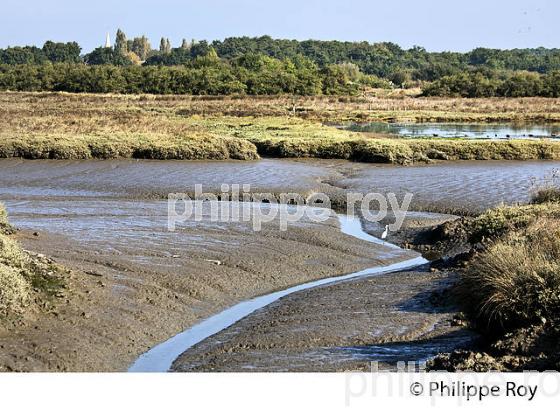 L' ESTRAN A MAREE BASSE, RESERVE NATURELLE, DOMAINE DE CERTES ET GRAVEYRON, AUDENGE , BASSIN D' ARCACHON, GIRONDE. (33F33131.jpg)