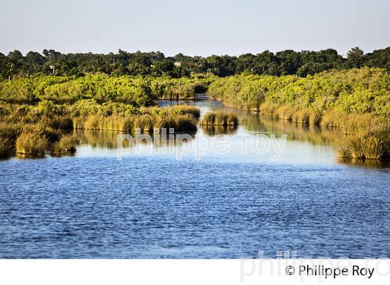 GRAVEYRON, RESERVE NATURELLE,  DOMAINE DE CERTES ET GRAVEYRON, AUDENGE , BASSIN D' ARCACHON, GIRONDE. (33F33222.jpg)