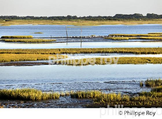 GRAVEYRON, RESERVE NATURELLE, DOMAINE DE CERTES ET GRAVEYRON, AUDENGE , BASSIN D' ARCACHON, GIRONDE. (33F33226.jpg)