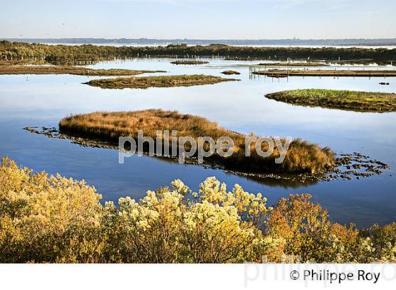 RESERVE ORNITHOLOGIQUE DU TEICH, , BASSIN D' ARCACHON, GIRONDE. (33F33520.jpg)
