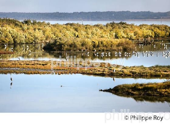 SPATULE, BASSIN DE LA RESERVE ORNITHOLOGIQUE DU TEICH, , BASSIN D' ARCACHON, GIRONDE. (33F33524.jpg)