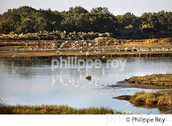 AVOCETTES, RESERVE ORNITHOLOGIQUE DU TEICH,  BASSIN D' ARCACHON, GIRONDE. (33F33525.jpg)