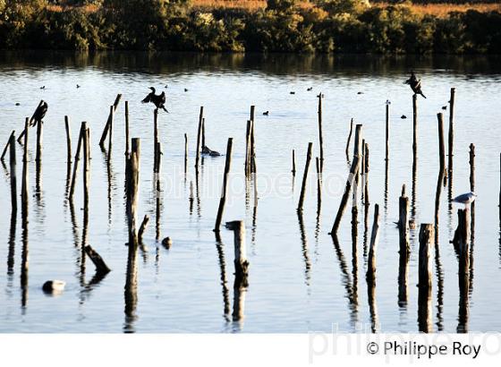 CORMORAN, BASSIN DE LA RESERVE ORNITHOLOGIQUE DU TEICH, , BASSIN D' ARCACHON, GIRONDE. (33F33534.jpg)