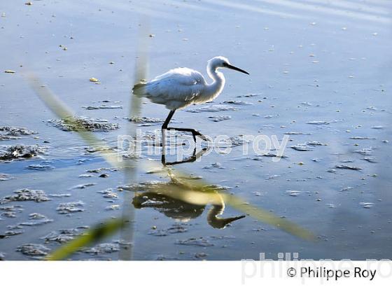 AIGRETTE GARZETTE, RESERVE ORNITHOLOGIQUE DU TEICH, , BASSIN D' ARCACHON, GIRONDE. (33F33609.jpg)