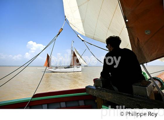 LE BICHE, ANCIEN THONIER, A LA VOILE, ESTUAIRE DE LA GIRONDE. (33F34323.jpg)
