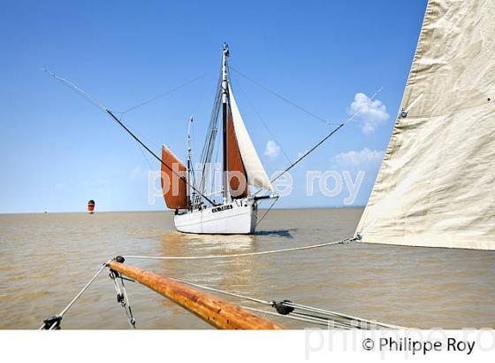 LE BICHE, ANCIEN THONIER, A LA VOILE, ESTUAIRE DE LA GIRONDE. (33F34326.jpg)