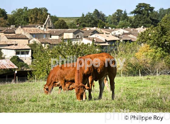 VACHE LIMOUSINE ET VILLAGE MEDIEVAL DE CASTELMORON D'ALBRET, ENTRE DEUX MERS, GIRONDE. (33F35019.jpg)