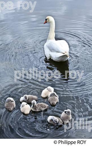 PARC ORNITHOLOGIQUE DU TEICH, BASSIN D' ARCACHON, GIRONDE. (33F35501.jpg)
