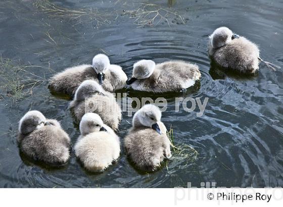 PARC ORNITHOLOGIQUE DU TEICH, BASSIN D' ARCACHON, GIRONDE. (33F35503.jpg)