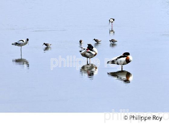 PARC ORNITHOLOGIQUE DU TEICH, BASSIN D' ARCACHON, GIRONDE. (33F35509.jpg)