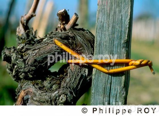 Travail de la vigne (33V05421.jpg)