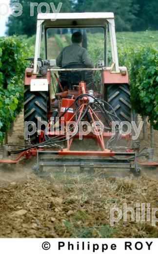 Travail de la vigne (33V05513.jpg)