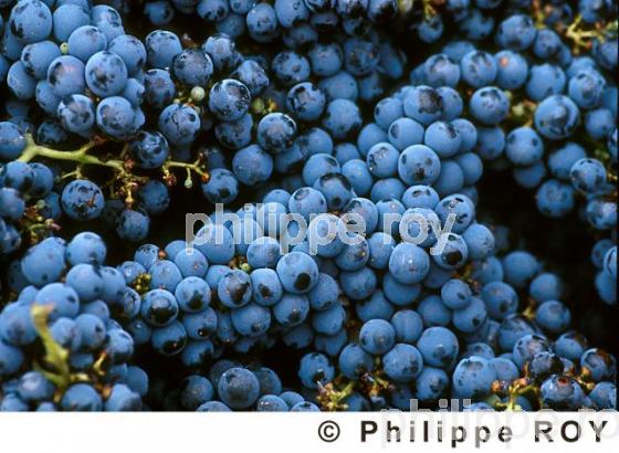 Les vendanges (33V05834.jpg)