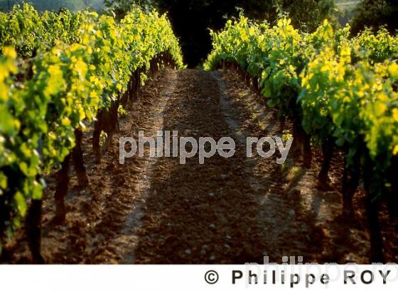 Vignoble Bordelais (33V07202.jpg)