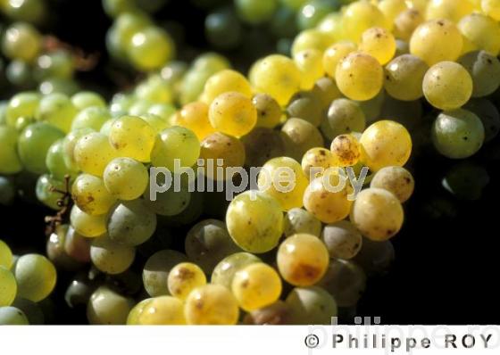 Les vendanges (33V10229.jpg)