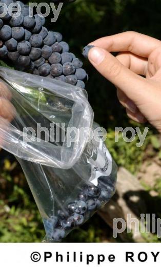 Oenologie - Vin de Bordeaux (33V11531.jpg)