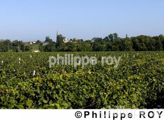 Les vendanges (33V13738.jpg)