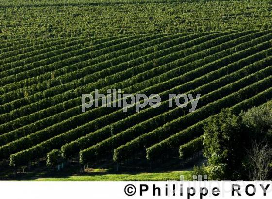 Vignoble Bordelais (33V13930.jpg)