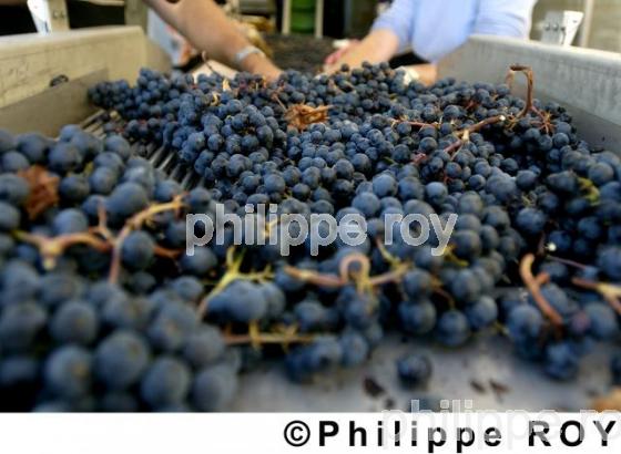 Les vendanges (33V14103.jpg)