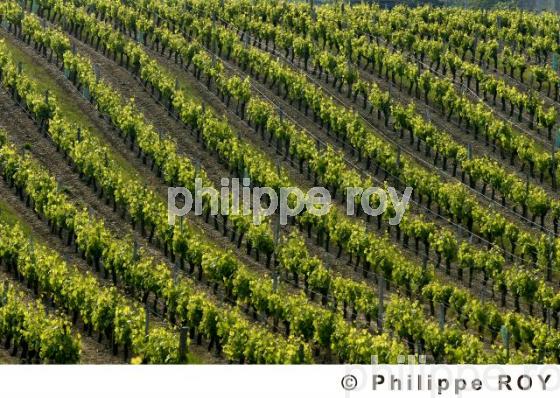 Vignoble Bordelais (33V15128.jpg)