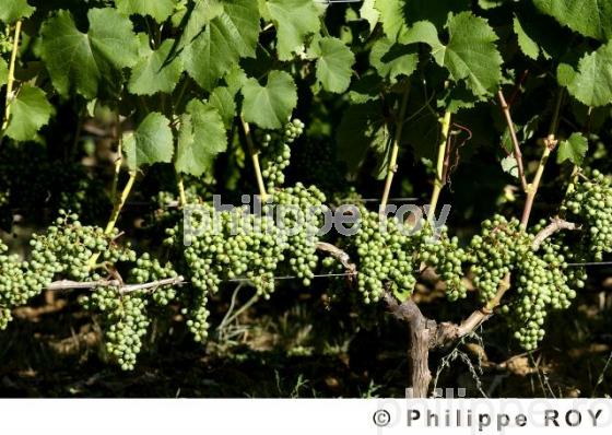 Cycle vgtatif de la vigne (33V15921.jpg)