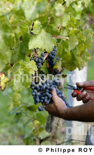 Les vendanges (33V16327.jpg)